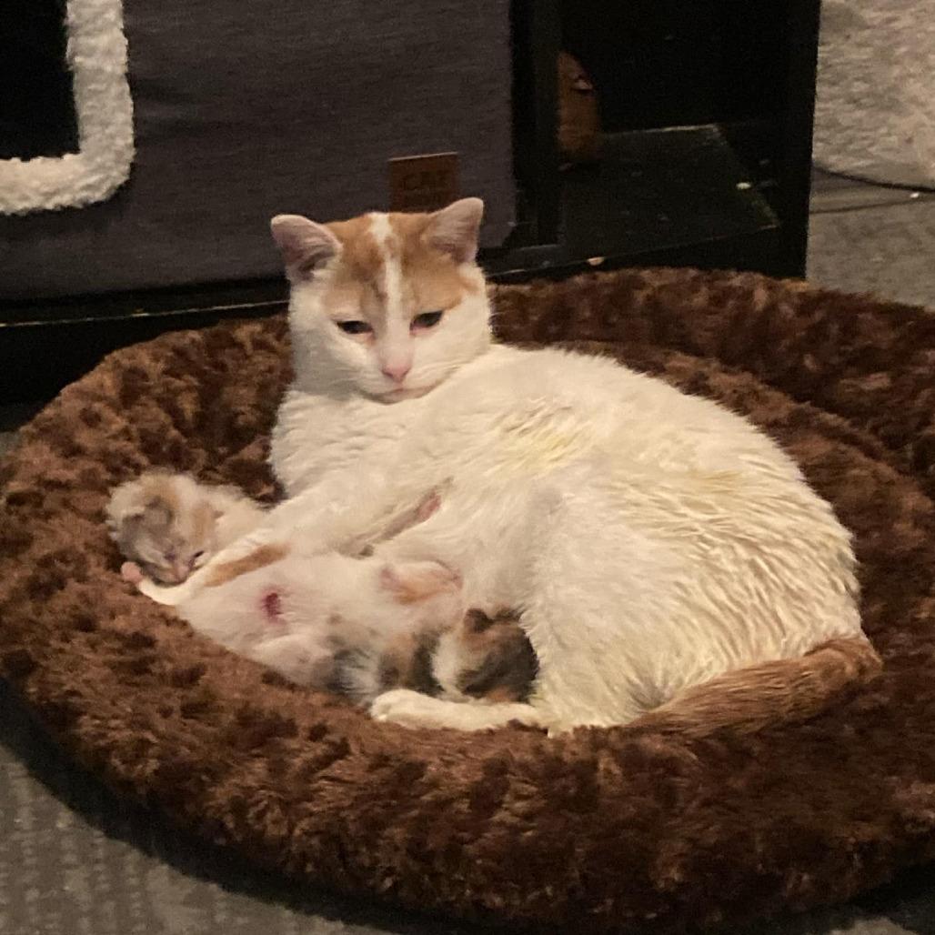 Enlarge Peanut available through our Foster to Adopt Program, a Adoptable Domestic Short Hair in Columbia Station, OH image 2/6