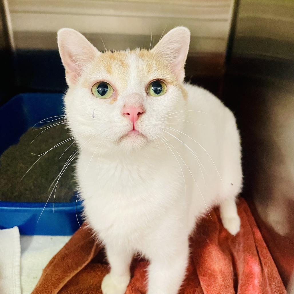 Enlarge Peanut available through our Foster to Adopt Program, a Adoptable Domestic Short Hair in Columbia Station, OH image 3/6