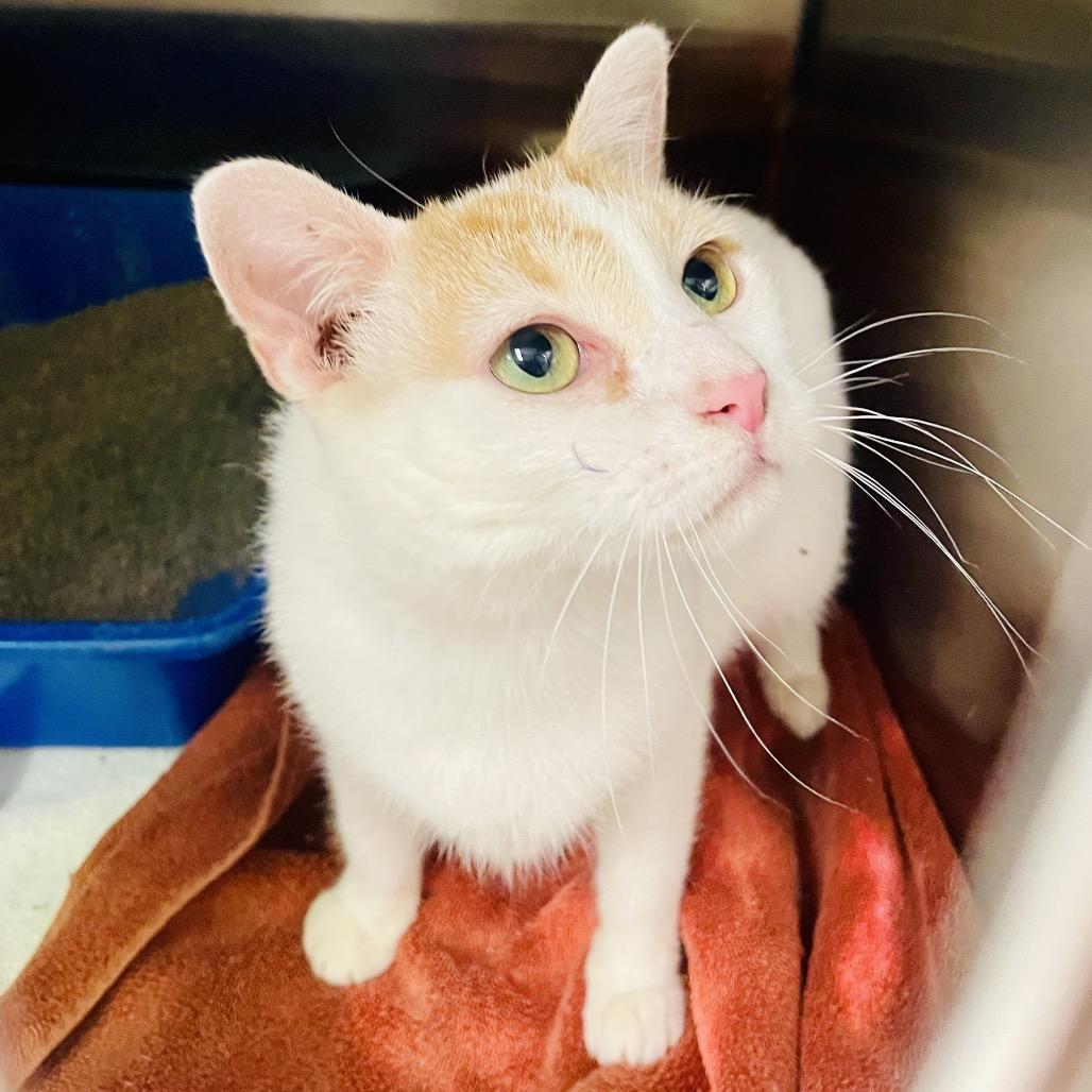 Enlarge Peanut available through our Foster to Adopt Program, a Adoptable Domestic Short Hair in Columbia Station, OH image 4/6