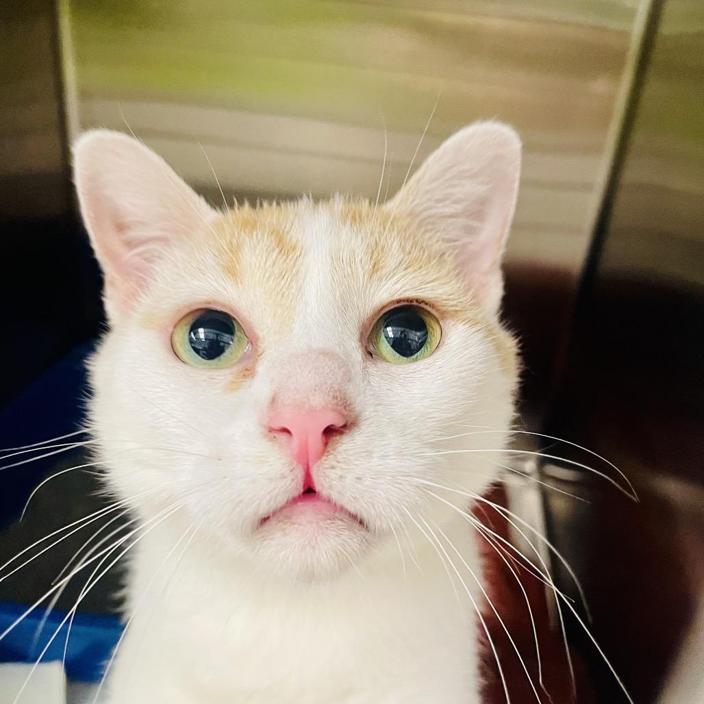 Enlarge Peanut available through our Foster to Adopt Program, a Adoptable Domestic Short Hair in Columbia Station, OH image 5/6