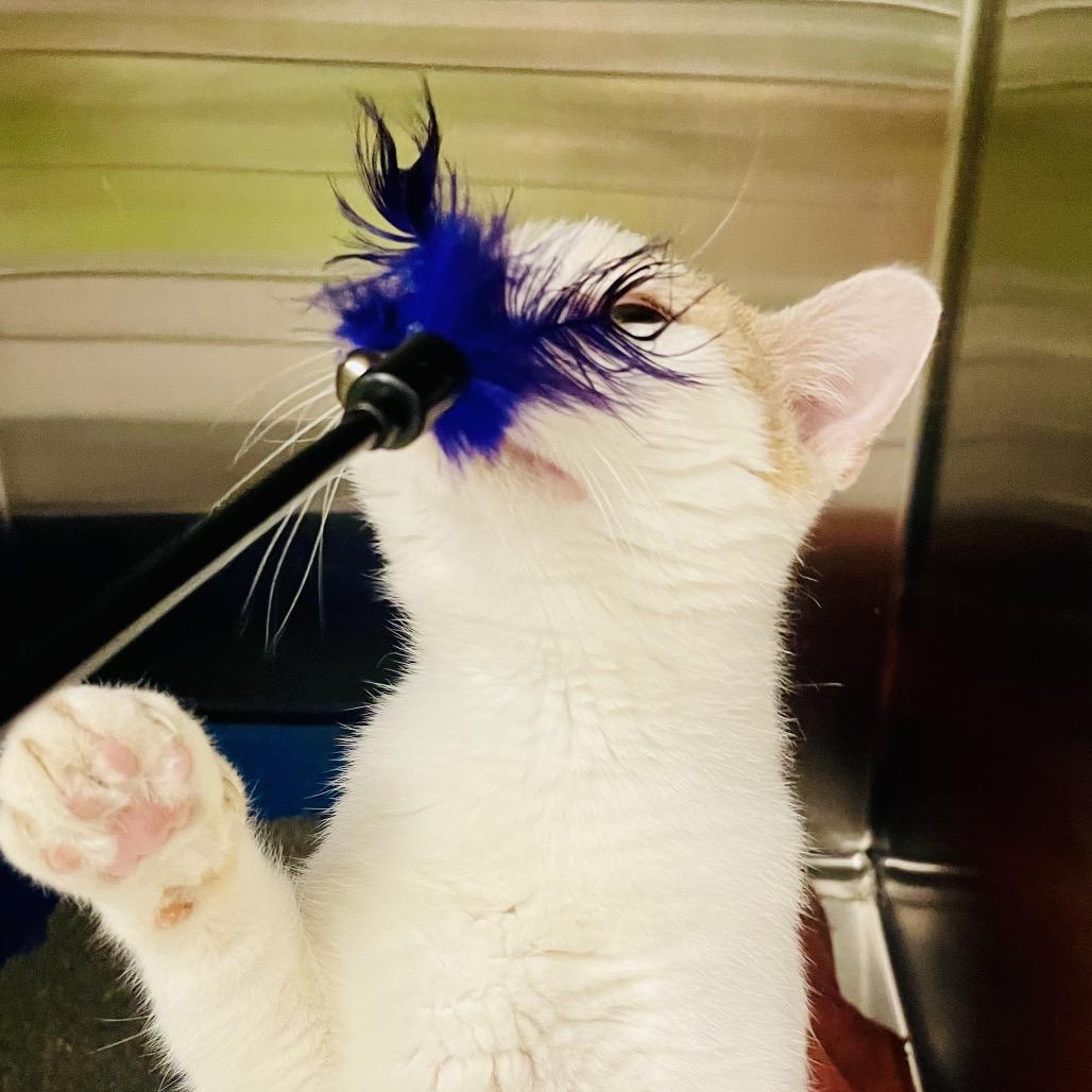 Enlarge Peanut available through our Foster to Adopt Program, a Adoptable Domestic Short Hair in Columbia Station, OH image 6/6