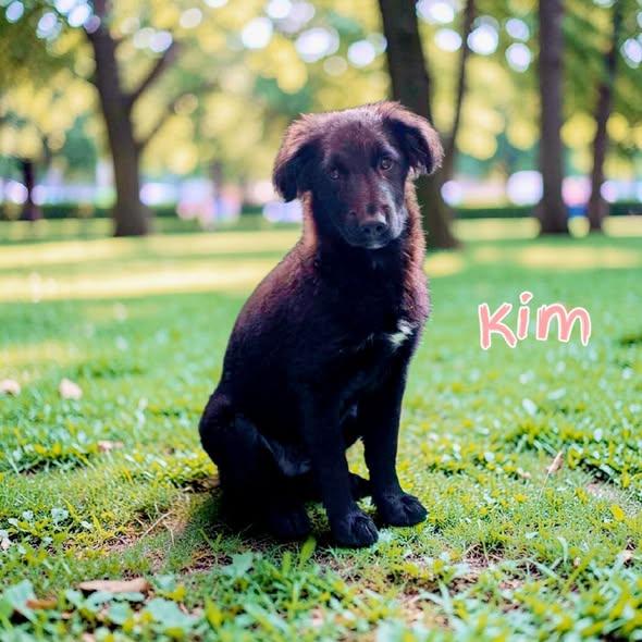 Kim, Adopted, Puppy Female Mixed Breed.