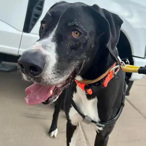 Enlarge Yuma, a ADOPTABLE Great Dane in Mesa, AZ image 3/3