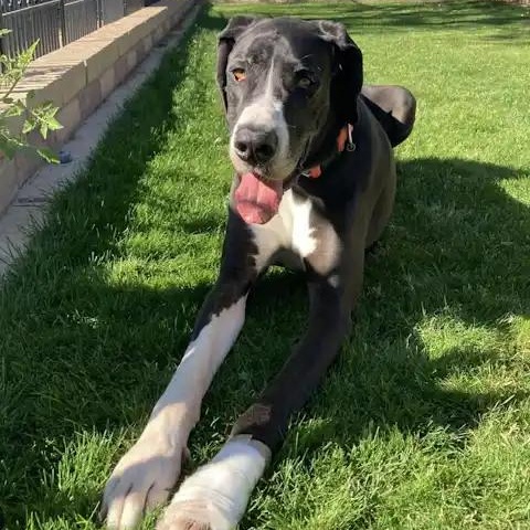 Enlarge Yuma, a ADOPTABLE Great Dane in Mesa, AZ image 2/3