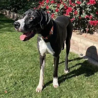 Yuma, ADOPTABLE, Adult Male Great Dane.