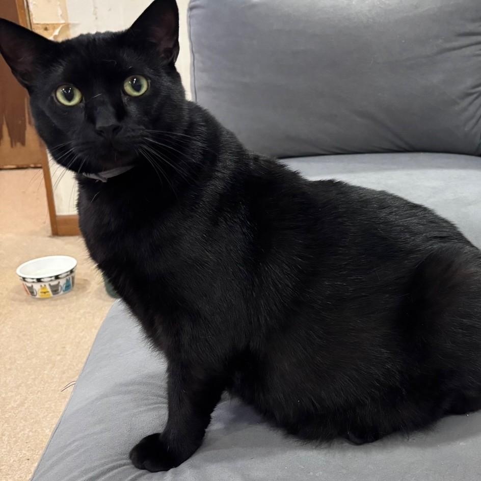 Baggie, Adoptable, Adult Male Domestic Short Hair.