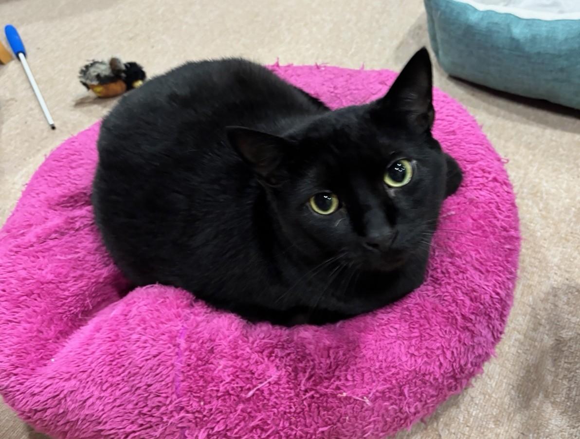 Enlarge Baggie, a Adoptable Domestic Short Hair in Dover, DE image 5/6