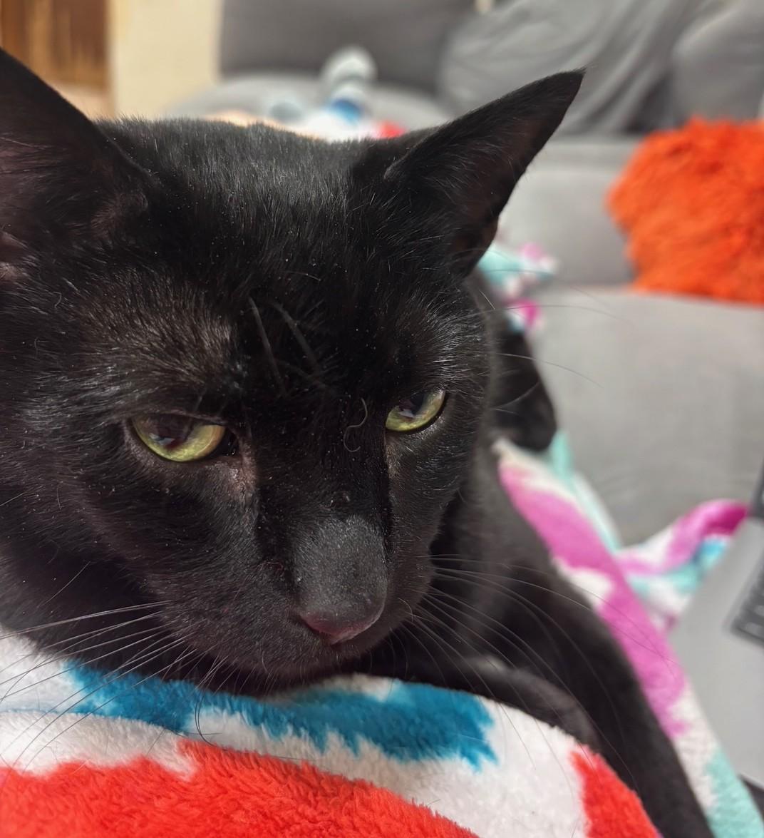 Enlarge Baggie, a Adoptable Domestic Short Hair in Dover, DE image 3/6