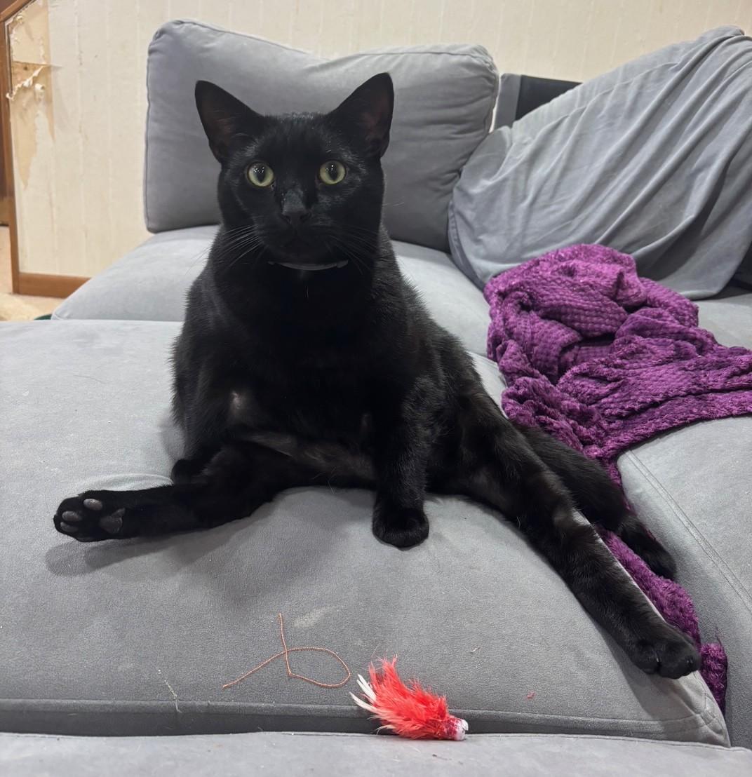 Enlarge Baggie, a Adoptable Domestic Short Hair in Dover, DE image 4/6