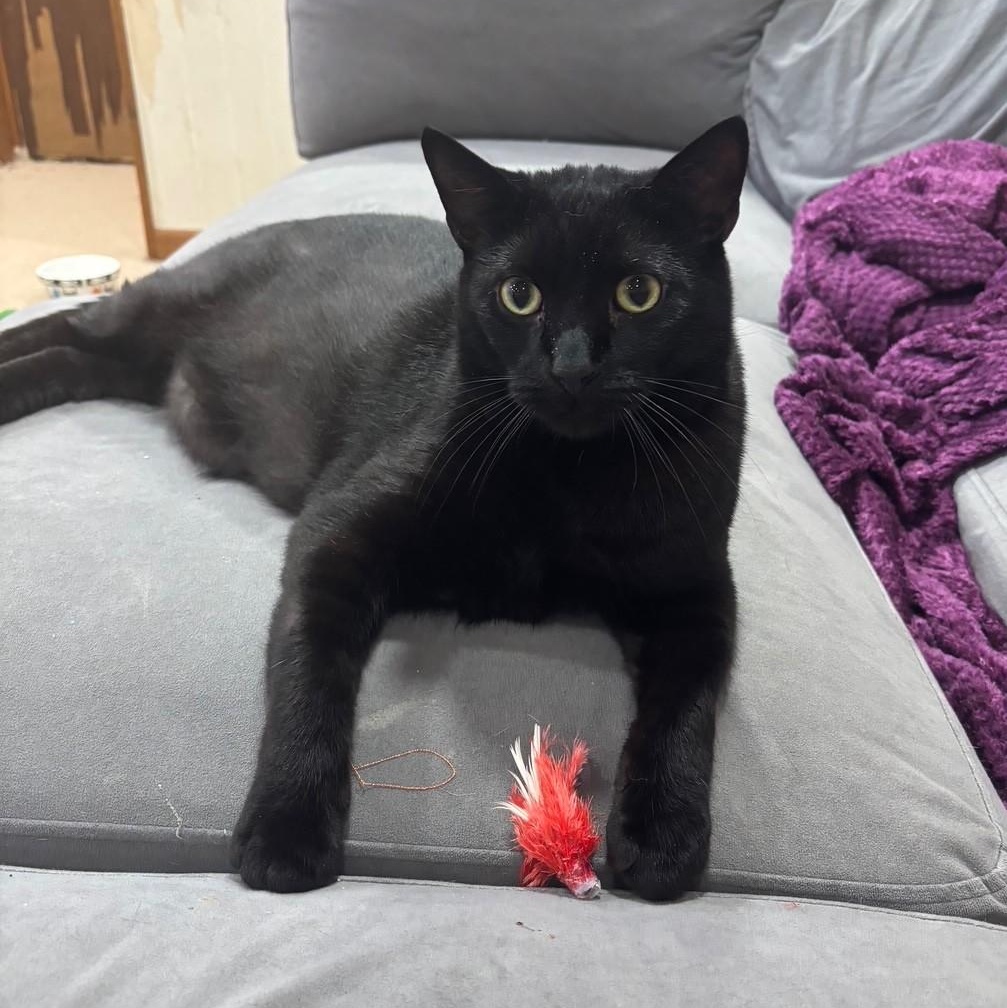 Enlarge Baggie, a Adoptable Domestic Short Hair in Dover, DE image 1/6