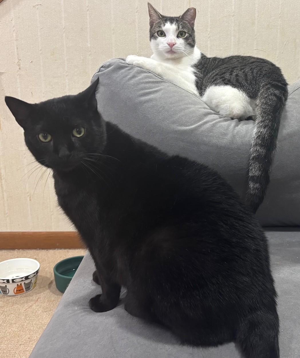 Enlarge Baggie, a Adoptable Domestic Short Hair in Dover, DE image 6/6