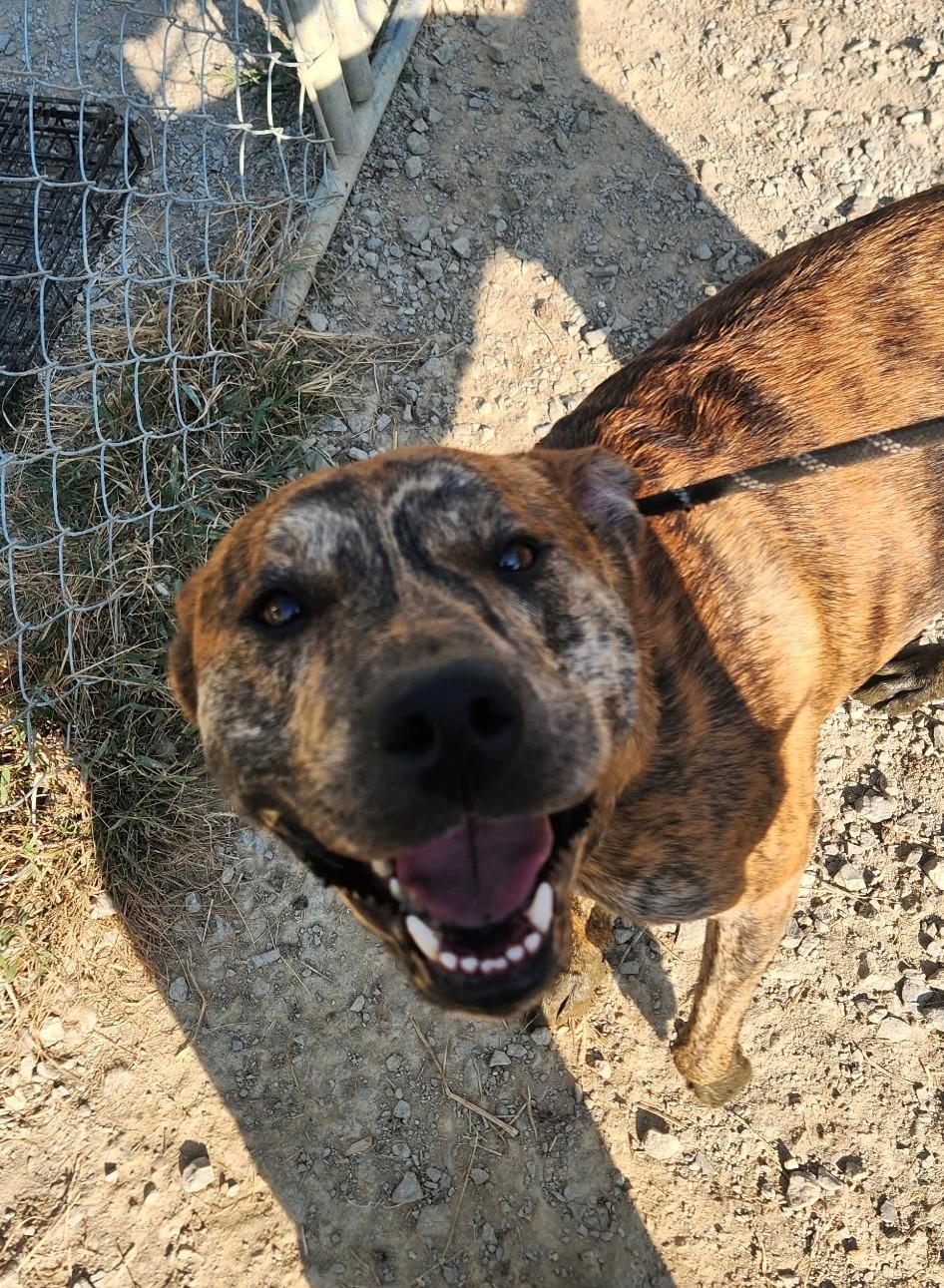 Enlarge Kernal, a Adoptable mixed breed in Berea, KY image 1/1