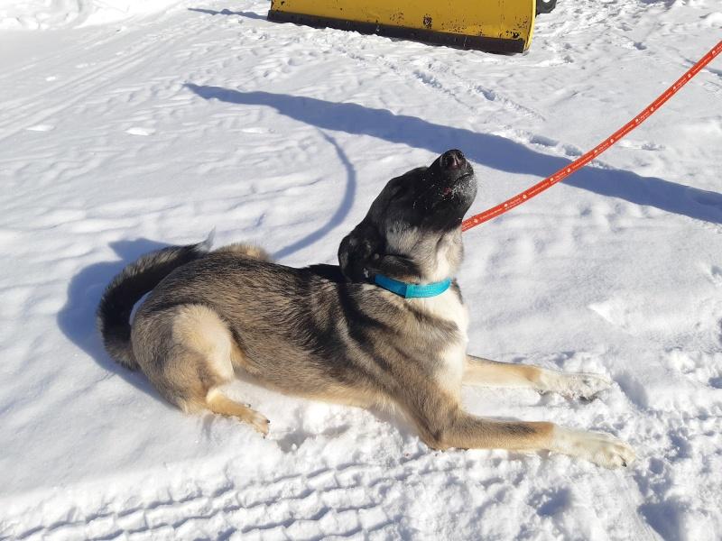 Trigger, a ADOPTABLE mixed breed in Bancroft, ON image 2/4