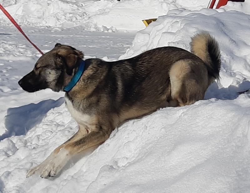 Trigger, a ADOPTABLE mixed breed in Bancroft, ON image 4/4