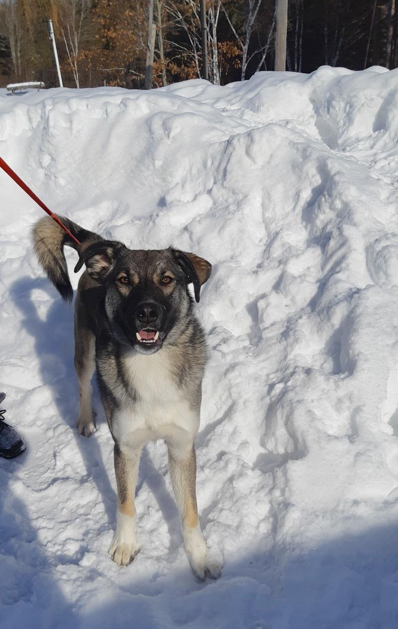Trigger, a ADOPTABLE mixed breed in Bancroft, ON image 1/4