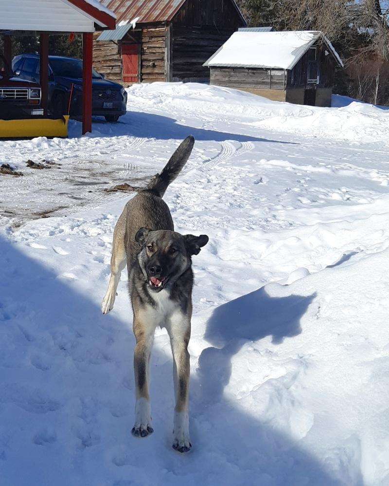 Trigger, a ADOPTABLE mixed breed in Bancroft, ON image 3/4