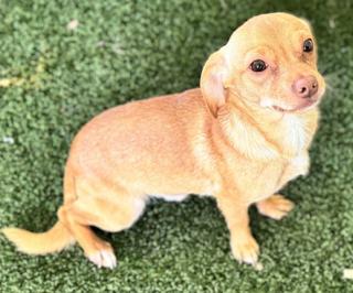 Miller, ADOPTABLE, Young Male Chiweenie.