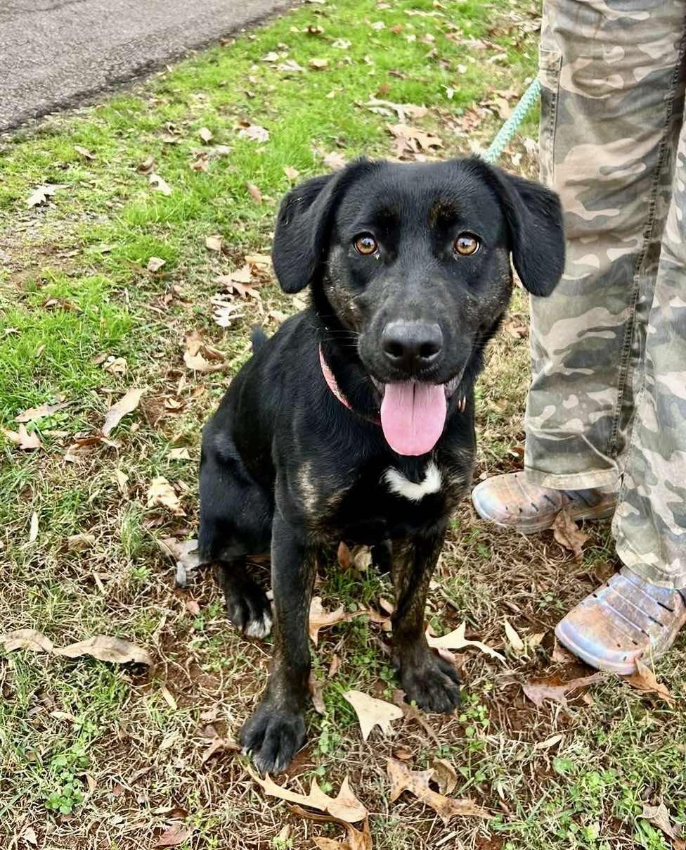 Enlarge Adriana, a Adoptable mixed breed in Cumming, GA image 1/3