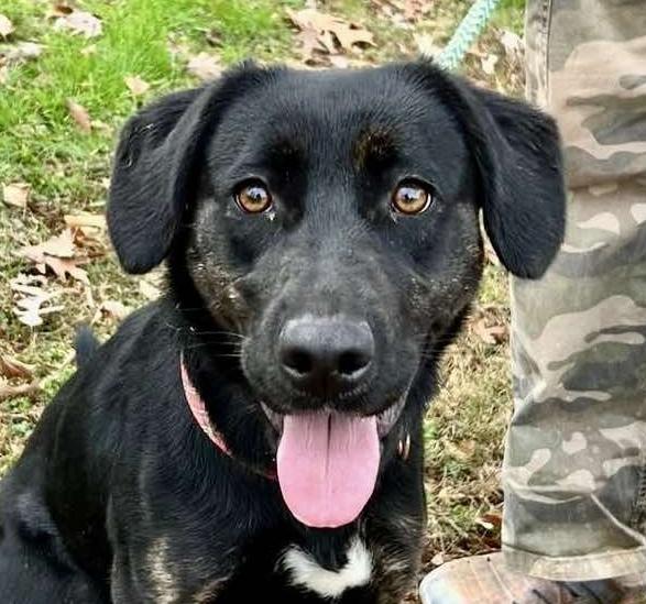 Enlarge Adriana, a Adoptable mixed breed in Cumming, GA image 2/3