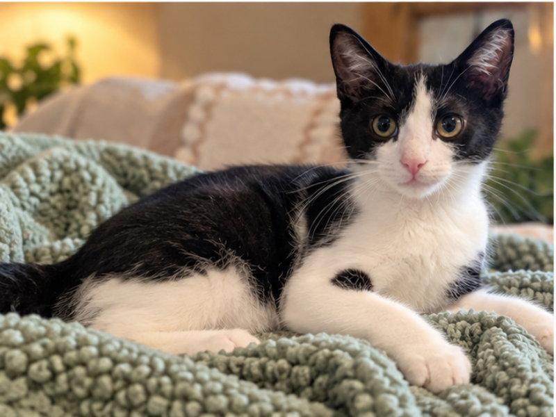 Enlarge Lin, a Adoptable Domestic Short Hair in Knoxville, TN image 1/3