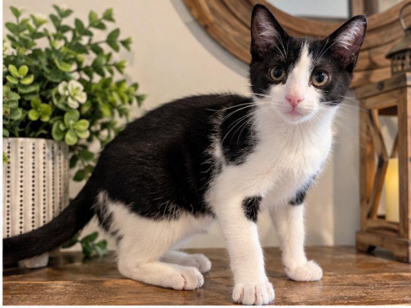 Enlarge Lin, a Adoptable Domestic Short Hair in Knoxville, TN image 2/3