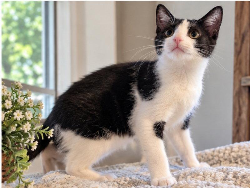 Enlarge Lin, a Adoptable Domestic Short Hair in Knoxville, TN image 3/3
