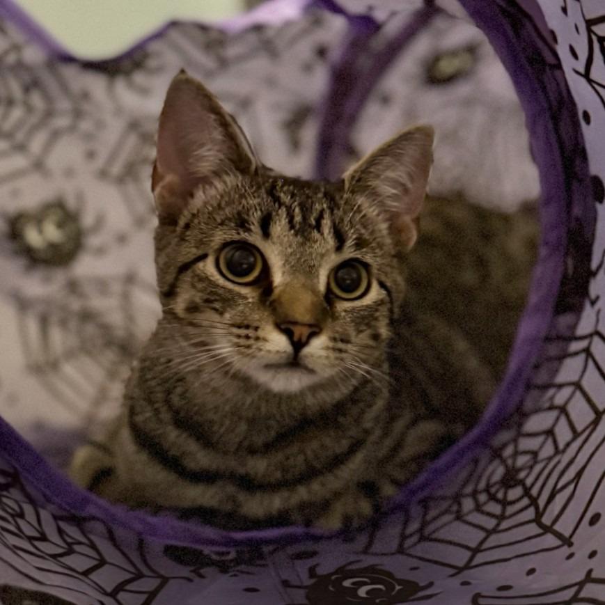 Enlarge Esperanza26, a Adoptable mixed breed in Youngsville, NC image 3/6