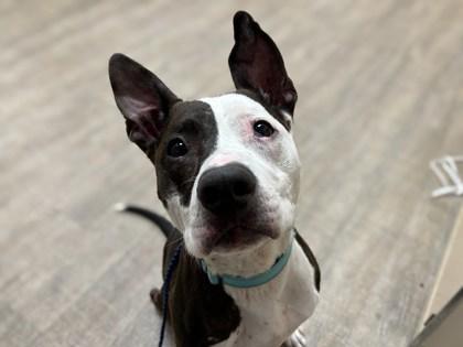 Pippin, Adoptable, Adult Male Terrier & Mixed Breed.