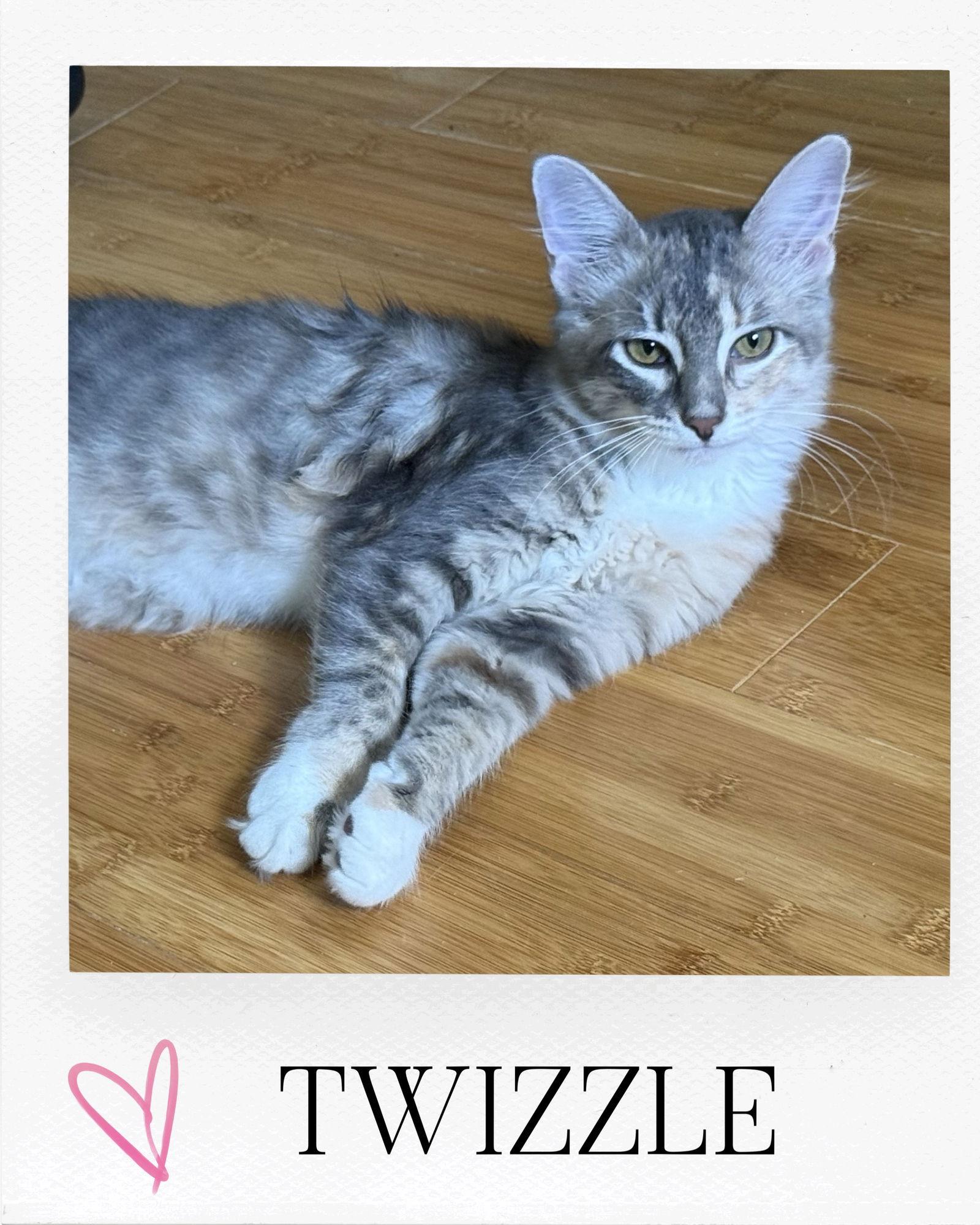 Twizzle, Adopted, Young Female Domestic Long Hair & Dilute Tortoiseshell.