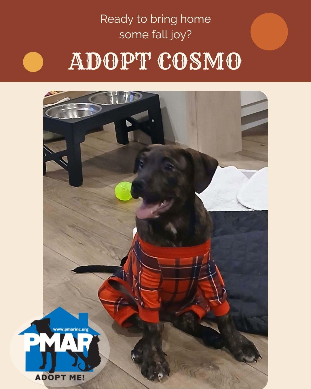 Enlarge Cosmo, a Adoptable mixed breed in Binghamton, NY image 2/2