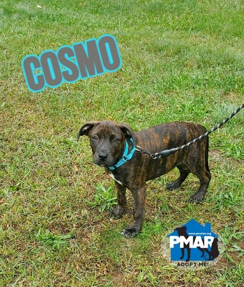 Enlarge Cosmo, a Adoptable mixed breed in Binghamton, NY image 1/1