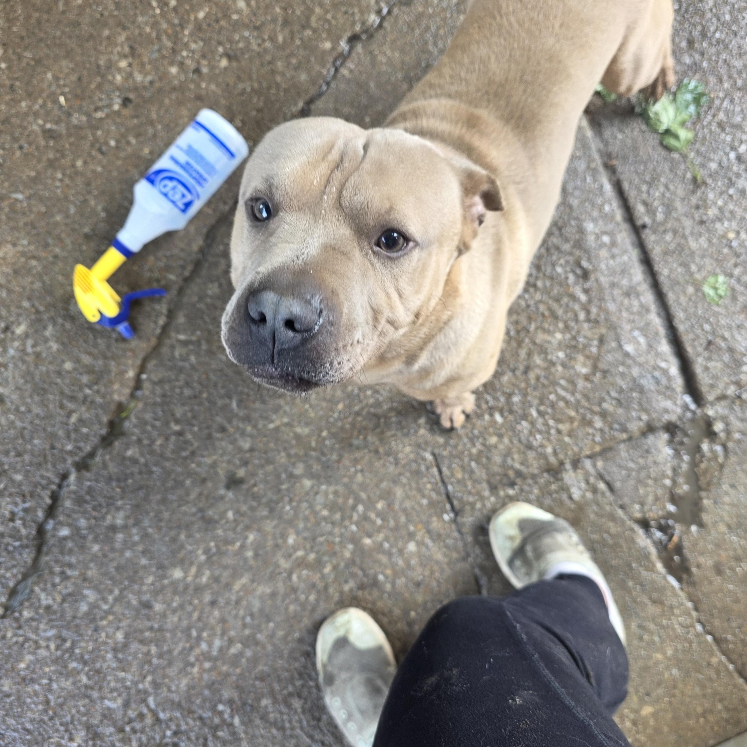 Enlarge Luca, a Adoptable mixed breed in Cleveland , OH image 1/6