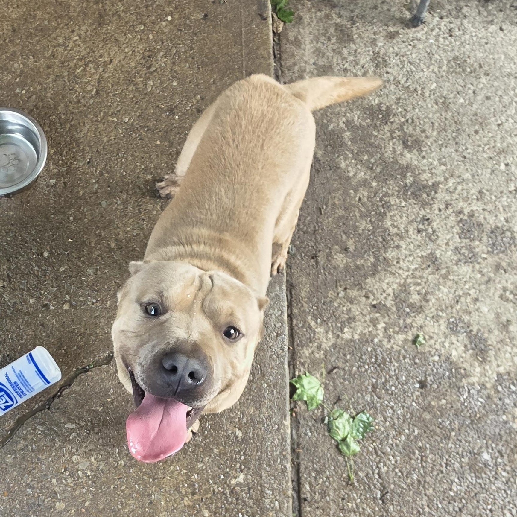 Enlarge Luca, a Adoptable mixed breed in Cleveland , OH image 4/6