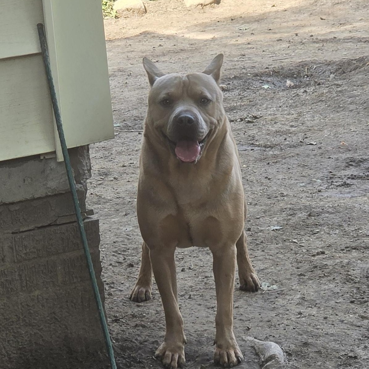 Enlarge Luca, a Adoptable mixed breed in Cleveland , OH image 3/6
