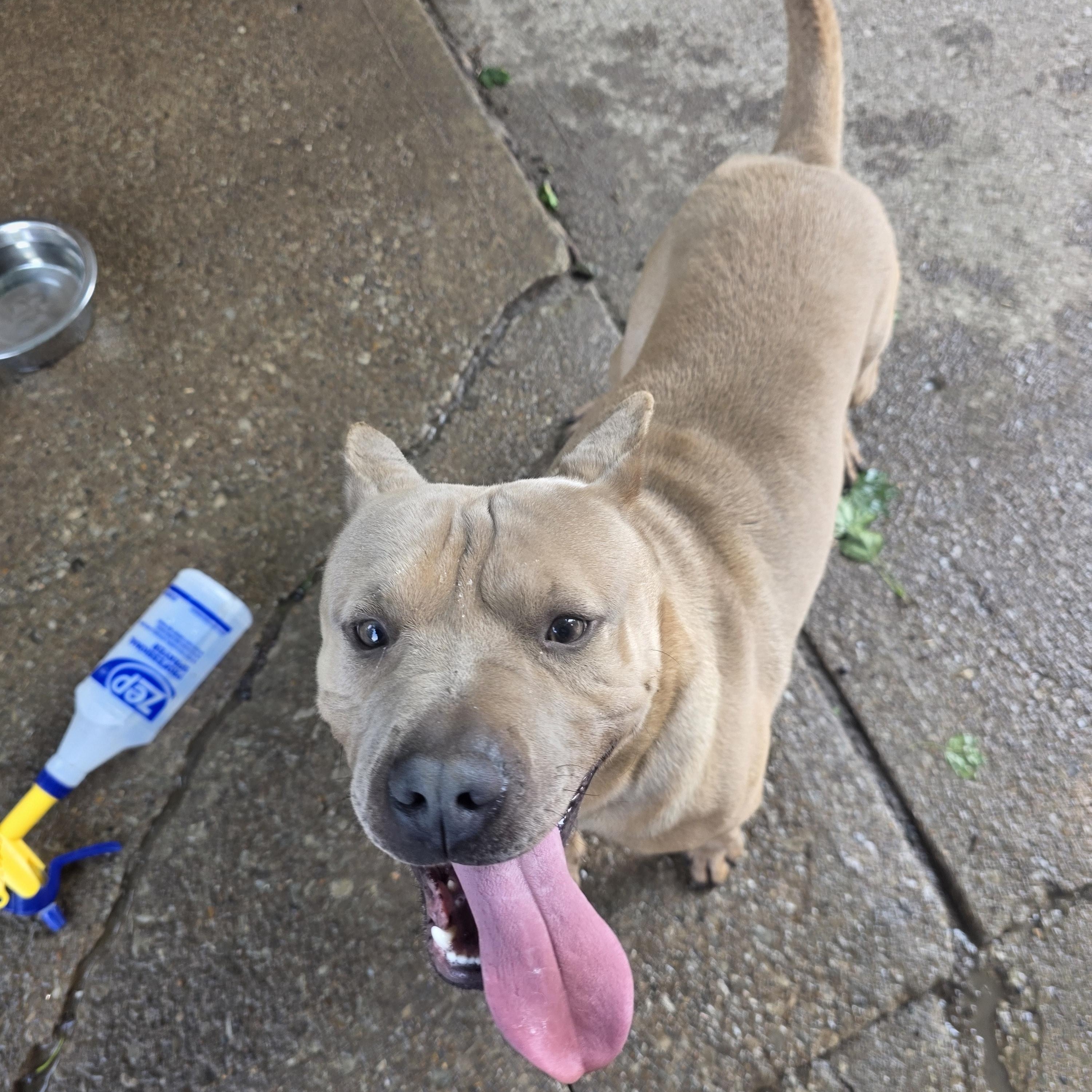 Enlarge Luca, a Adoptable mixed breed in Cleveland , OH image 5/6
