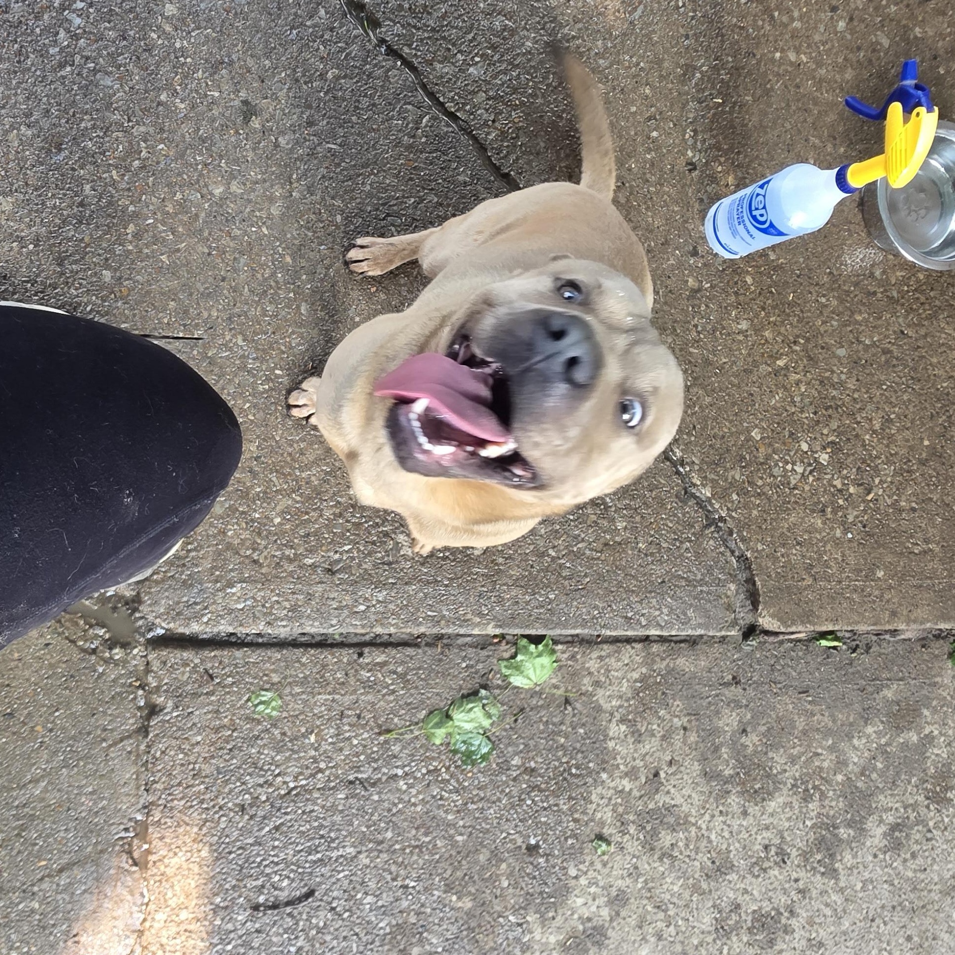 Enlarge Luca, a Adoptable mixed breed in Cleveland , OH image 2/6