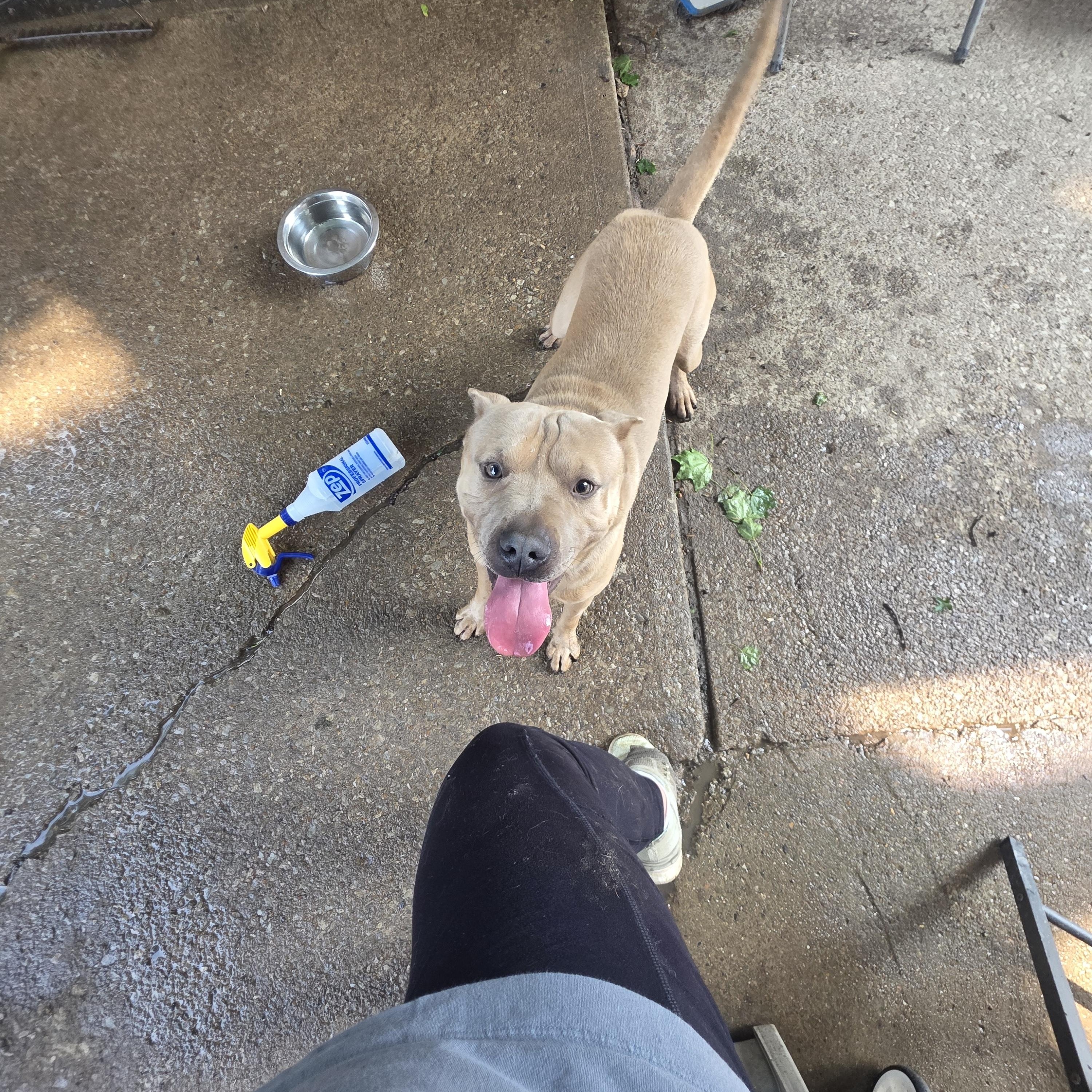 Enlarge Luca, a Adoptable mixed breed in Cleveland , OH image 6/6