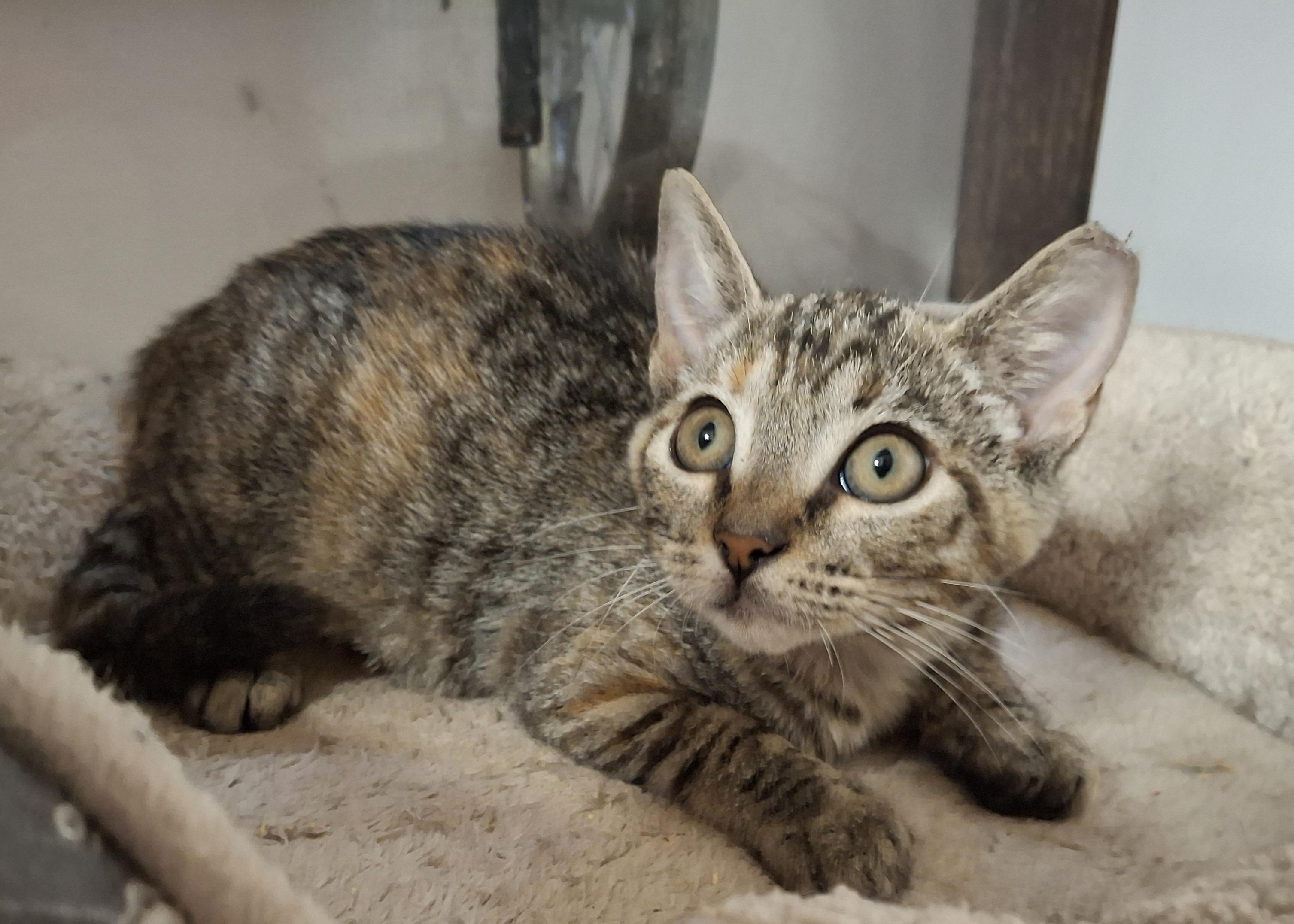 Wren, a Adoptable Tabby in Bear, DE image 3/3