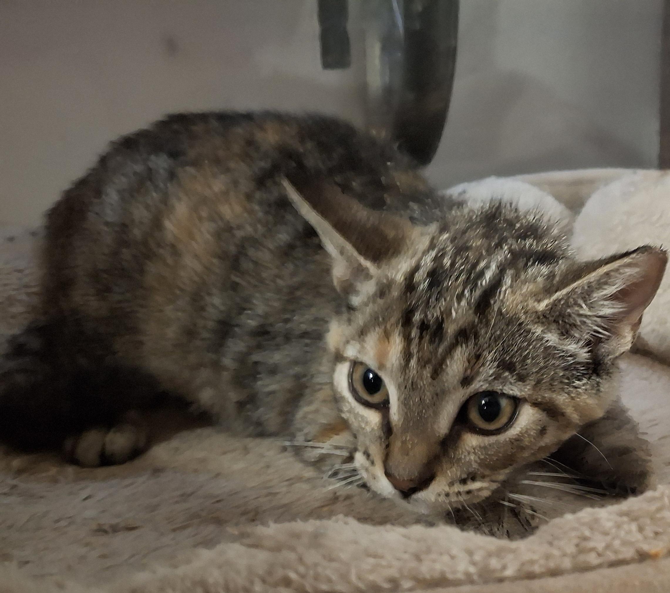 Wren, a Adoptable Tabby in Bear, DE image 2/3