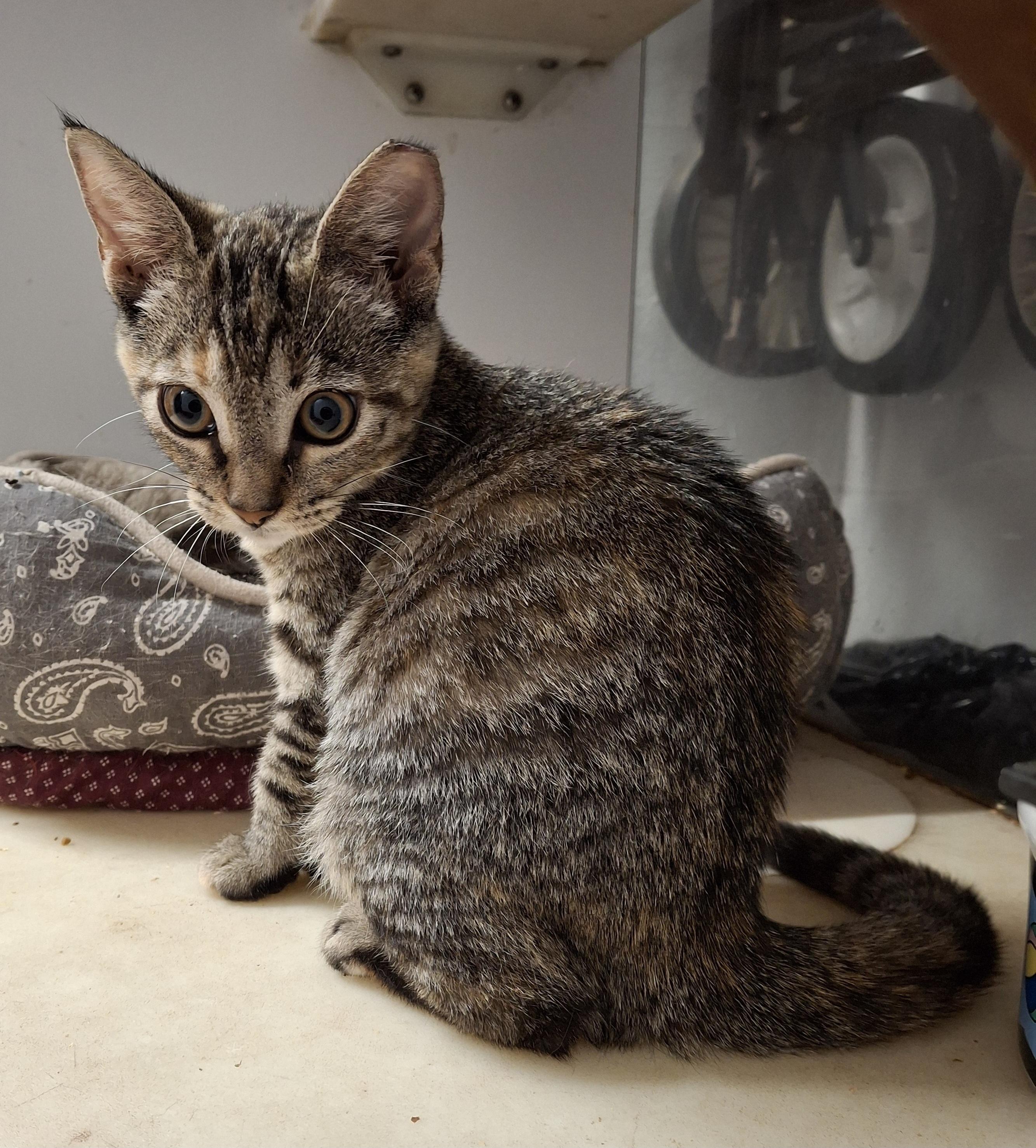 Wren, a Adoptable Tabby in Bear, DE image 1/3
