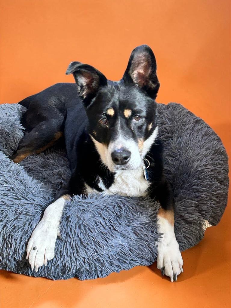 Lady , a ADOPTABLE mixed breed in Anacortes, WA image 5/6