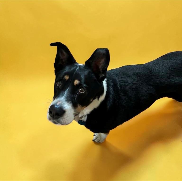 Lady , a ADOPTABLE mixed breed in Anacortes, WA image 1/6