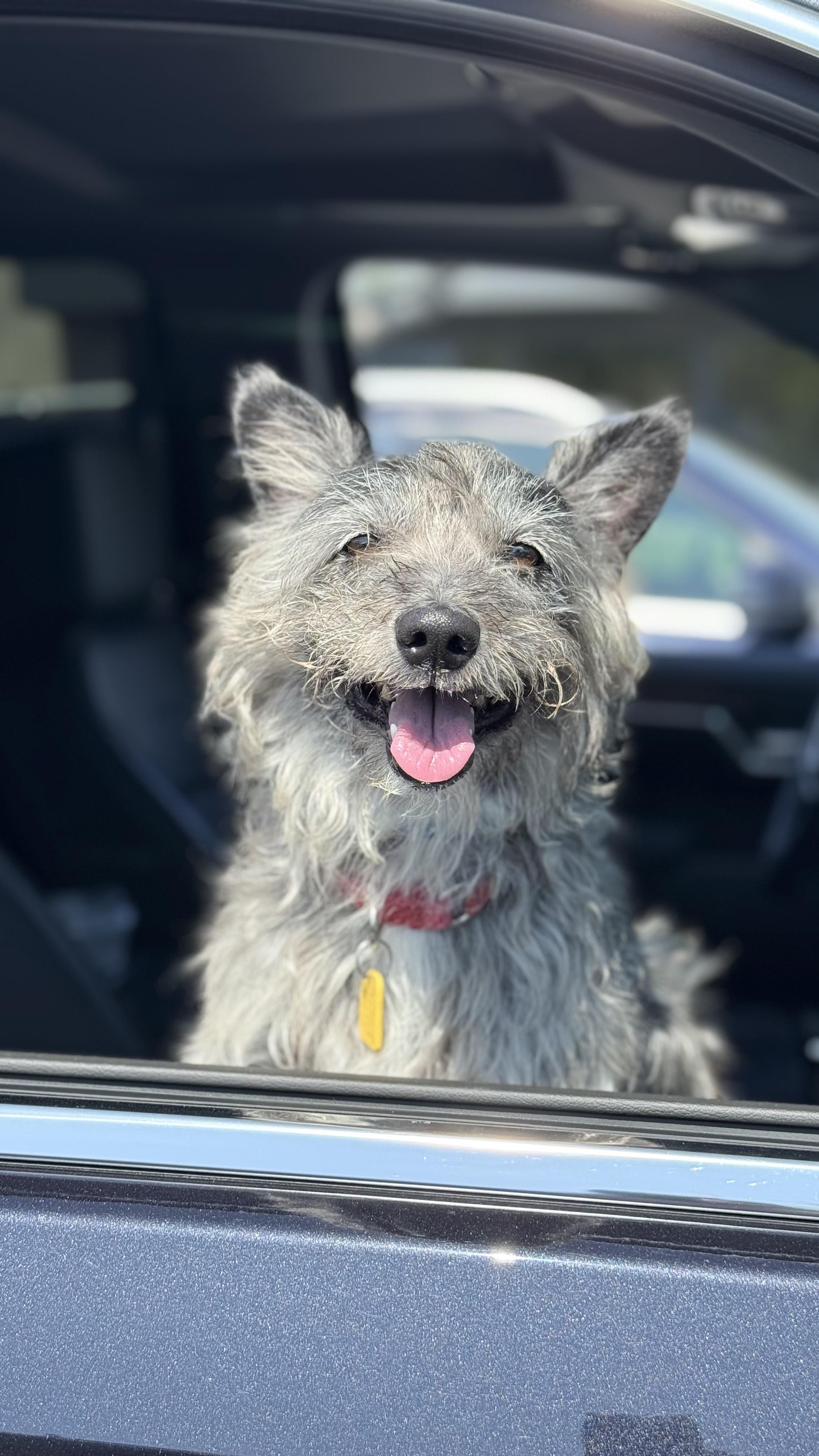 Scooby, adoptable, Adult Male Schnauzer & Cairn Terrier.