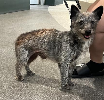 Scooby, an adoptable Schnauzer in Thousand Oaks, CA, 91362 | Photo Image 4
