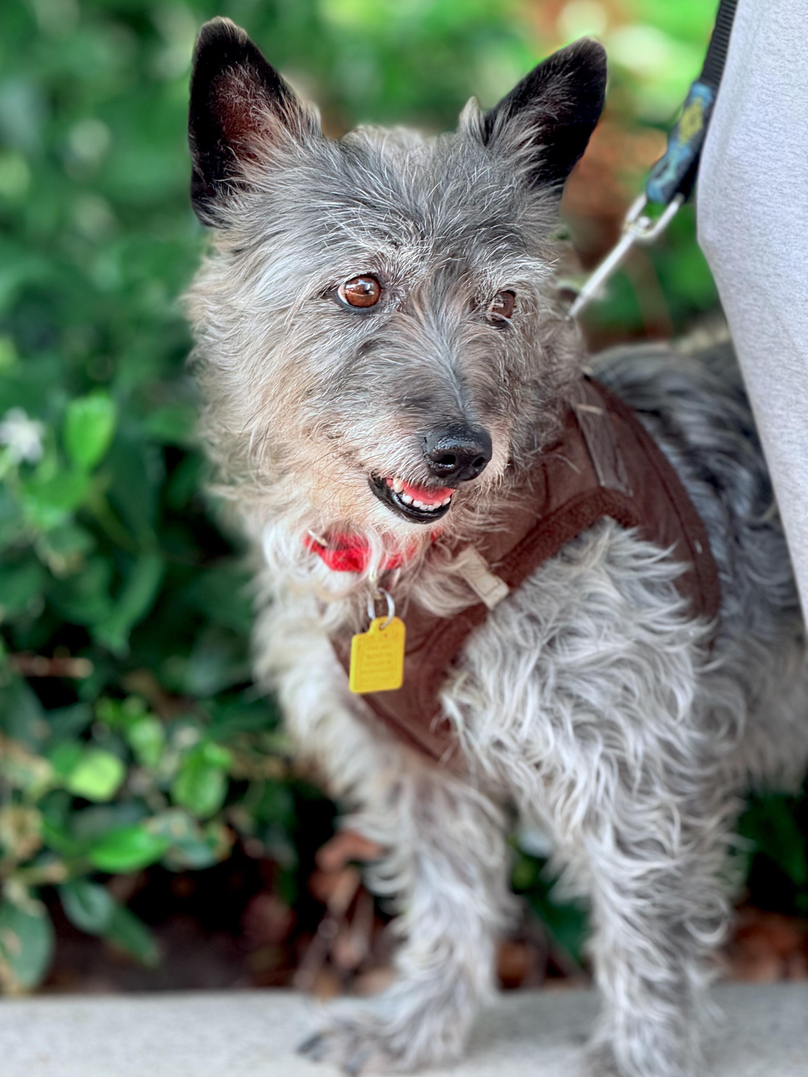 Scooby, an adoptable Schnauzer in Thousand Oaks, CA, 91362 | Photo Image 2