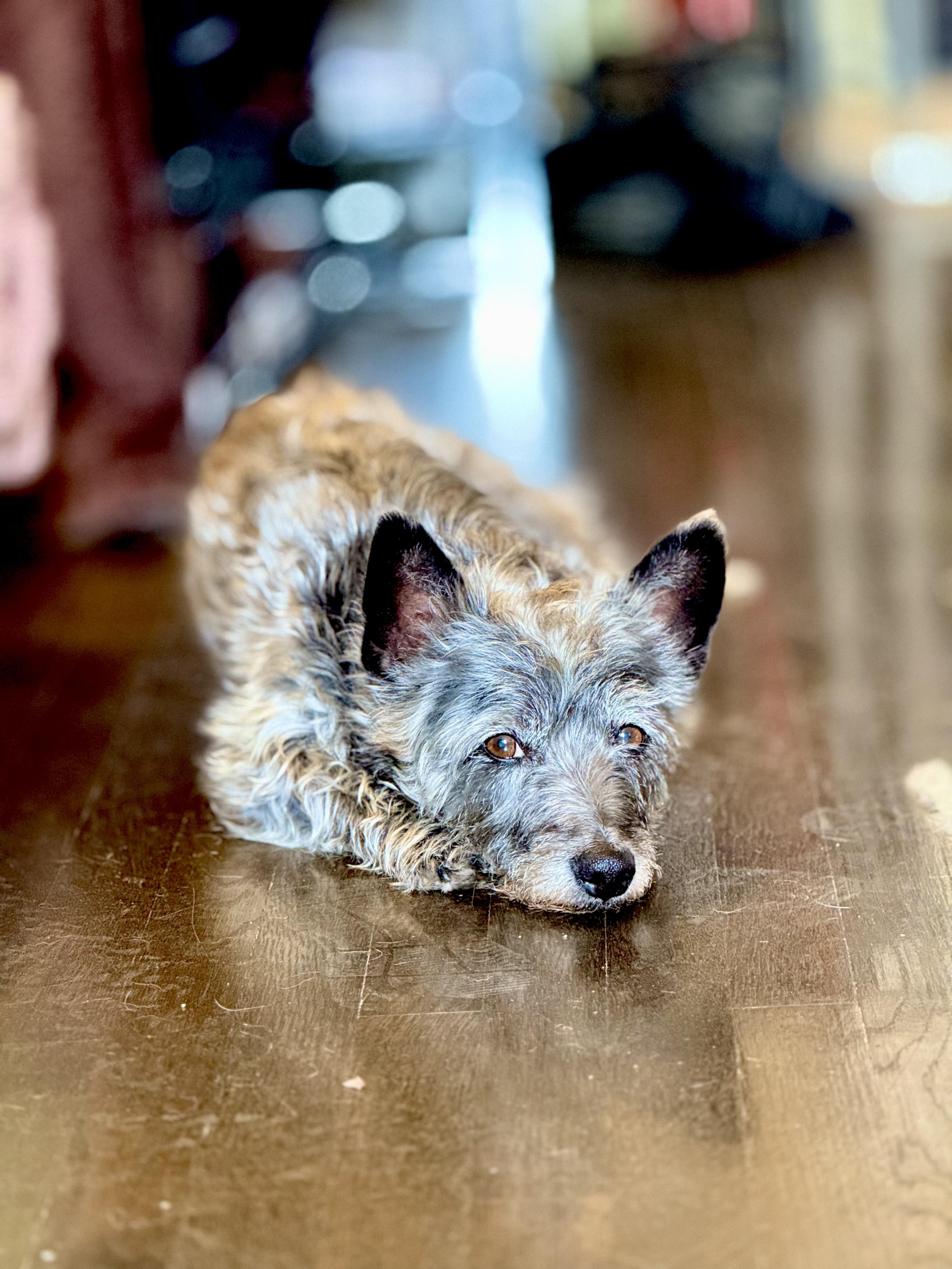 Scooby, an adoptable Schnauzer in Thousand Oaks, CA, 91362 | Photo Image 6