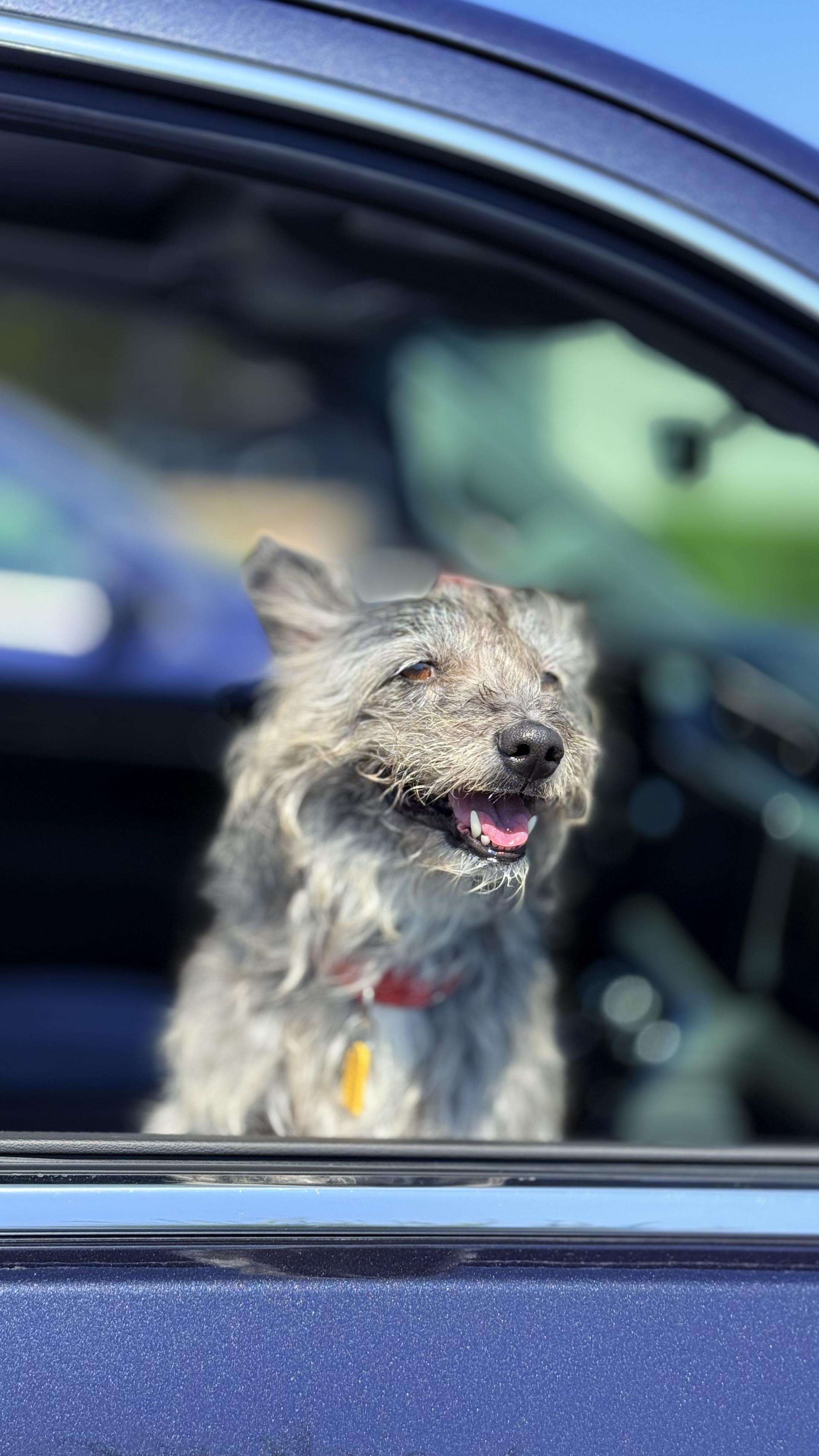 Scooby, an adoptable Schnauzer in Thousand Oaks, CA, 91362 | Photo Image 2