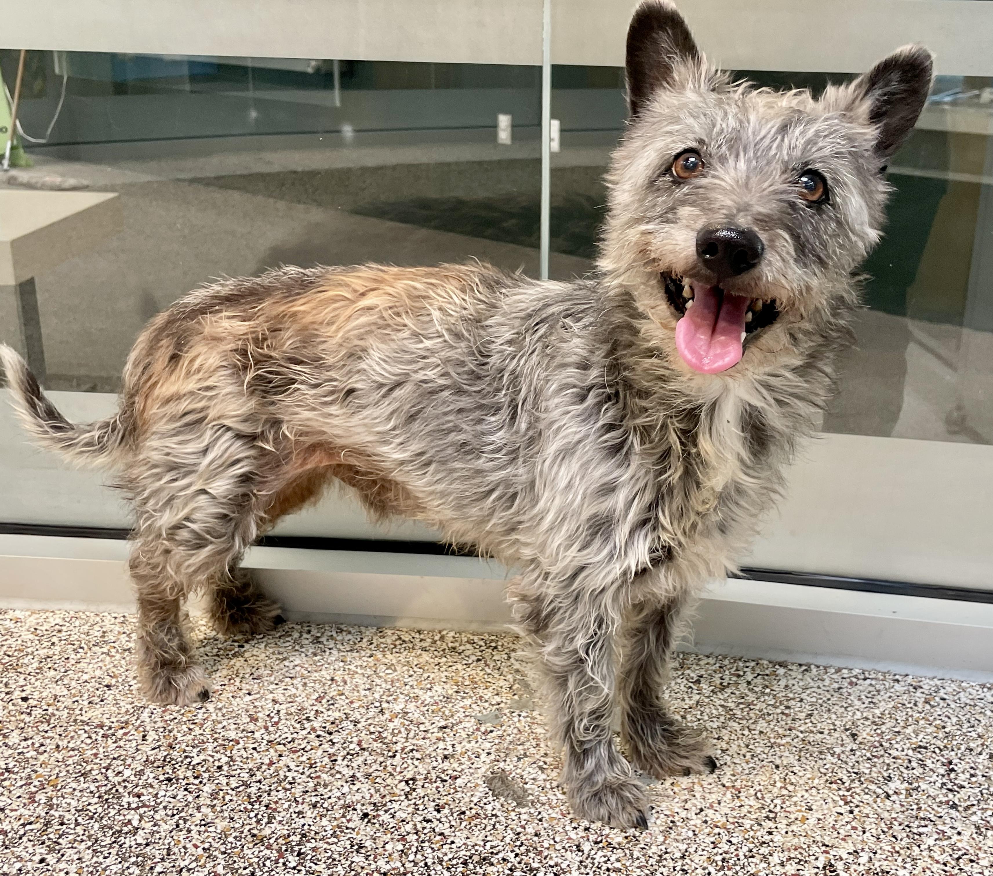 Scooby, an adoptable Schnauzer in Thousand Oaks, CA, 91362 | Photo Image 5