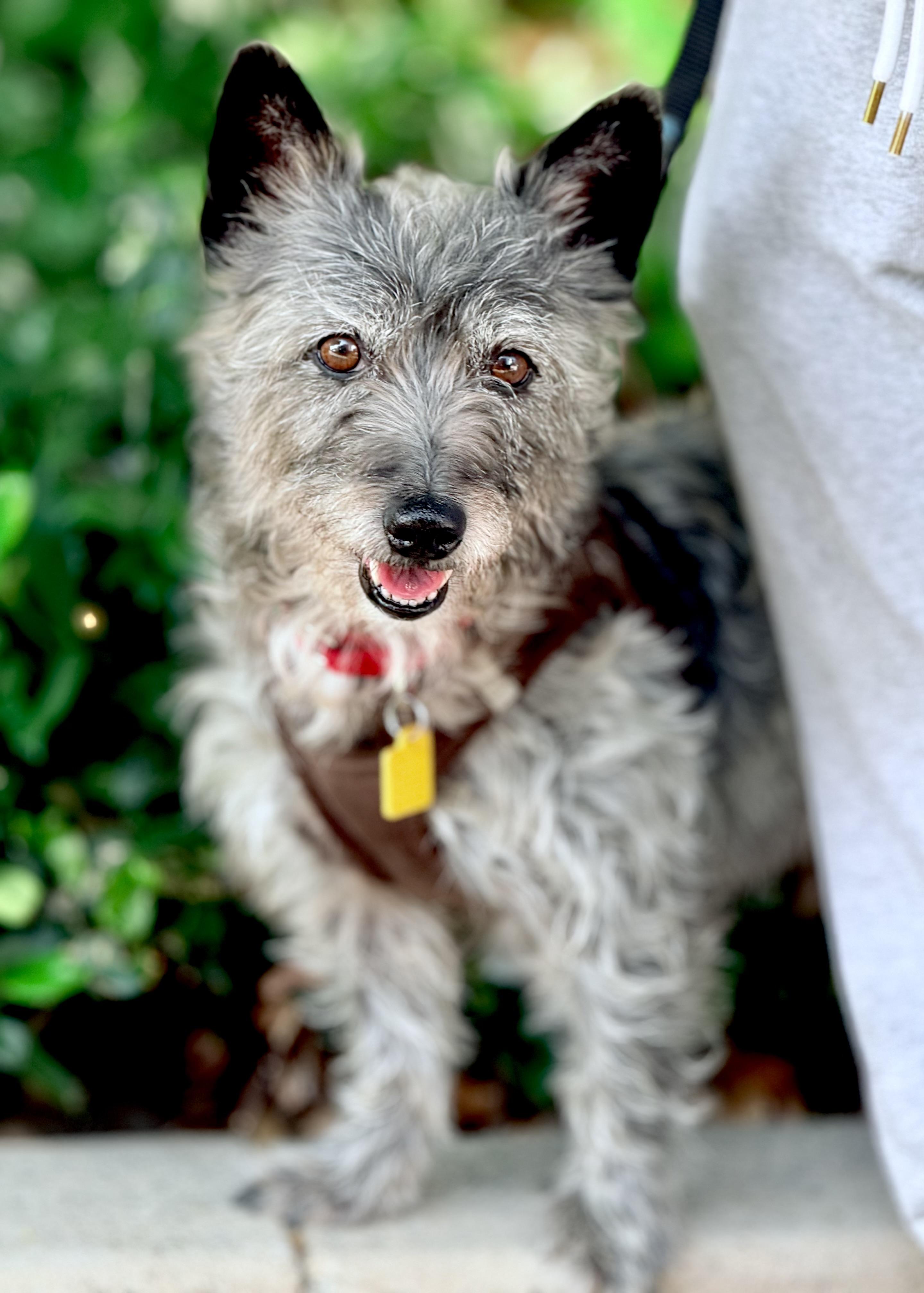 Scooby, an adoptable Schnauzer in Thousand Oaks, CA, 91362 | Photo Image 1