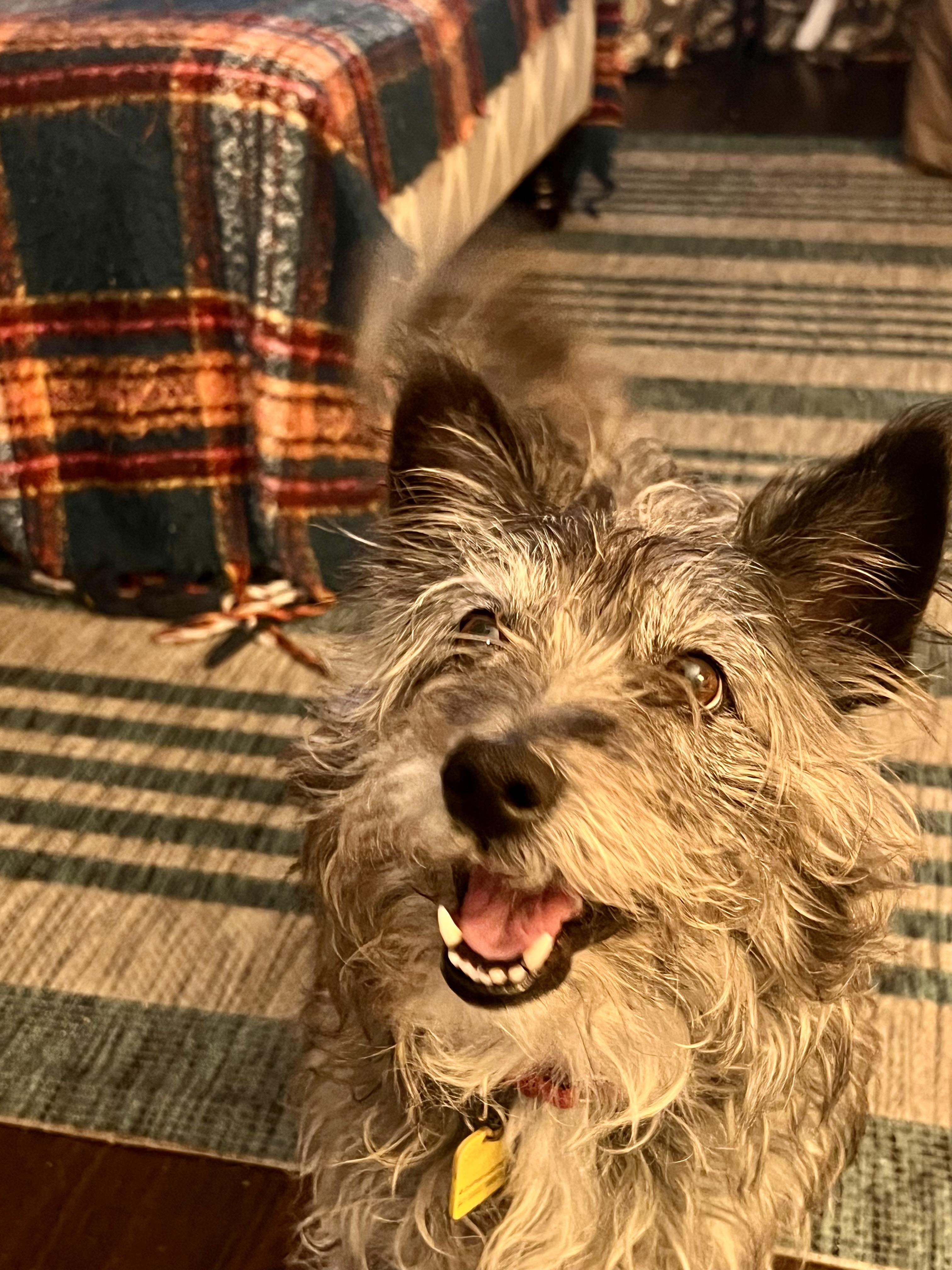 Scooby, an adoptable Schnauzer in Thousand Oaks, CA, 91362 | Photo Image 4